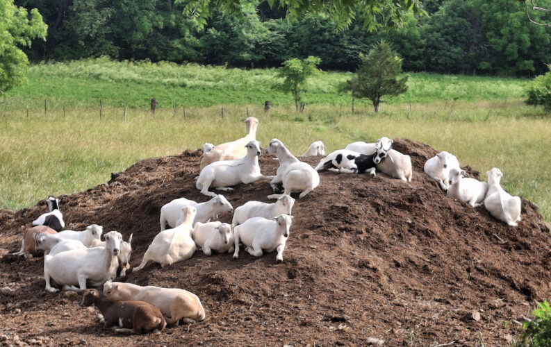 What Are Goats Good For?